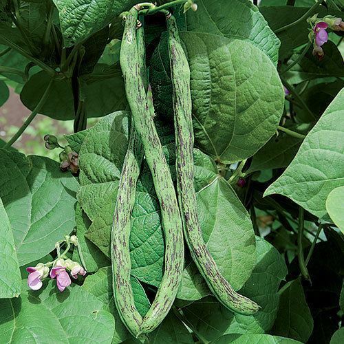 Rattlesnake snap pole Beans 10 seeds bulk fresh preacher Drought resistant Snap