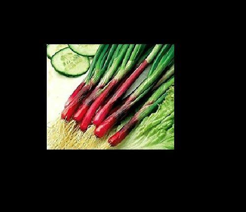 Red Beard Japanese Bunching Onion seeds Rare Delicious violet stalk scallion