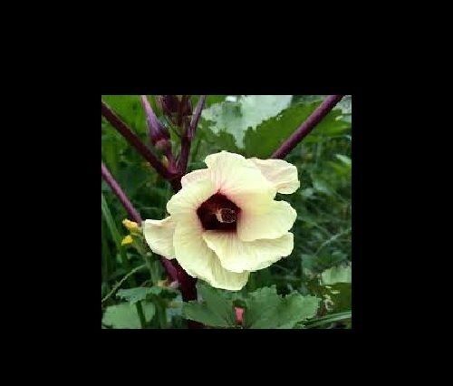 Red Burgundy Okra 10 - 8000 Seeds Heirloom Rare Delicious Beautiful Color Unique