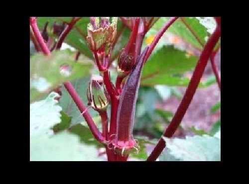Red Burgundy Okra 10,50,100 Seeds Heirloom Rare Delicious Beautiful Color Unique