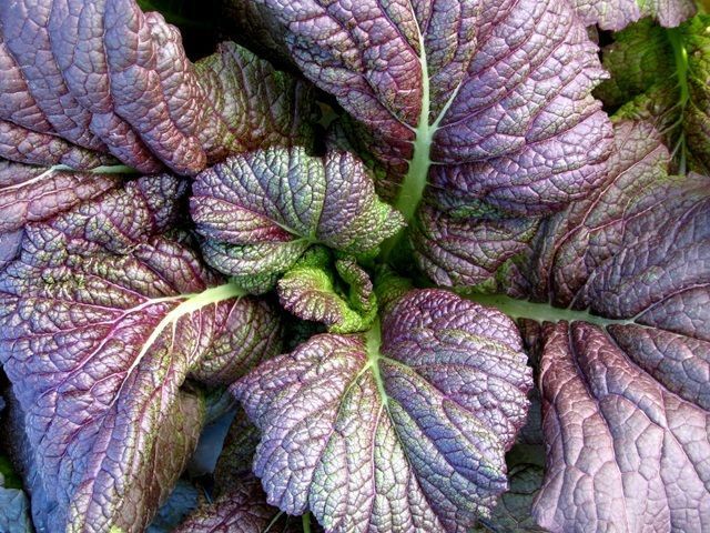 Red Giant Mustard 150+ Seeds (Chinese) Fresh Heirloom makes unique salads Greens