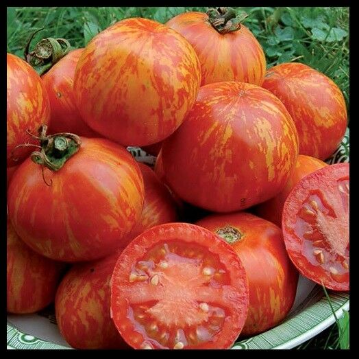Red Zebra Tomato 10 - 200 Seeds Rare Colorful Heirloom Very productive!