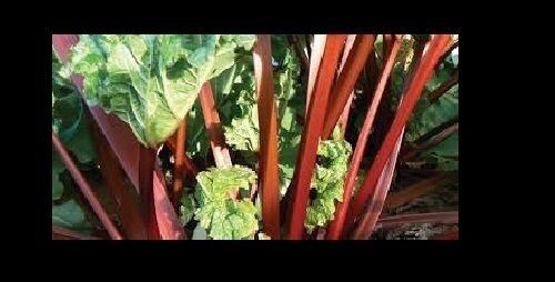 Rhubarb VICTORIA 25 - 8000 seeds Heirloom tastes great fresh or Pie Jam Bulk