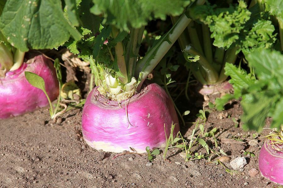Rutabaga American Purple Top 500 - 168,000 Seeds Large yields Heirloom Bulk