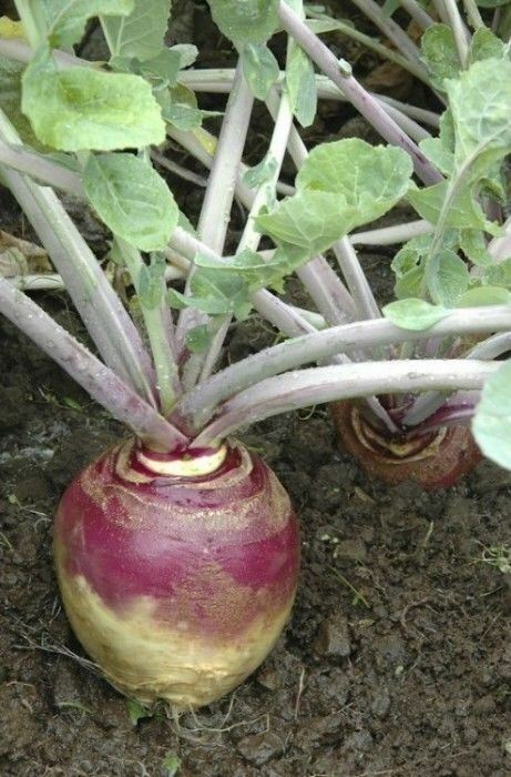 Rutabaga American Purple Top 500 - 168,000 Seeds Large yields Heirloom Bulk