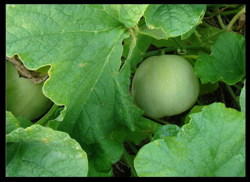 Sakata's Sweet Melon 15 seeds Sweet Fruits can be grown on Trellis Easy Rare