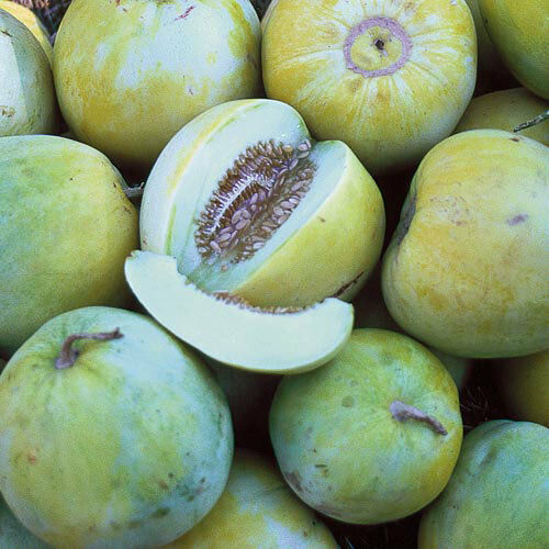 Sakata's Sweet Melon 15 seeds Sweet Fruits can be grown on Trellis Easy Rare