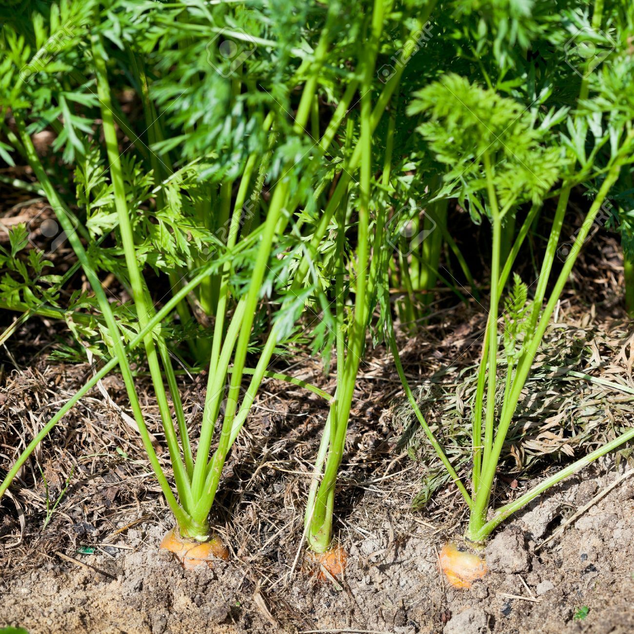 Scarlet Nantes Carrot < 100 - 20,000 > Seeds Heirloom Fresh Sweet Crispy Non-GMO