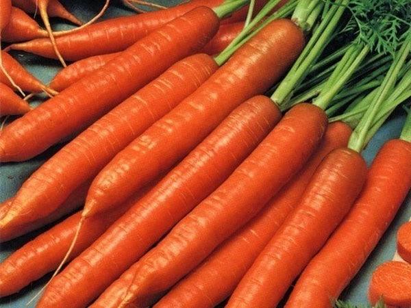 Scarlet Nantes Carrot < 100 - 20,000 > Seeds Heirloom Fresh Sweet Crispy Non-GMO