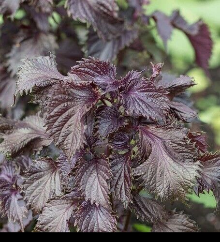Shiso 350 - 1/4 LB Seeds Purple Perilla Red Mint Aromatic frilled leaves Salad