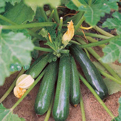 PRE ORDER 3 Live 3 – 6" Seedlings Black Beauty Zucchini Squash Summer Prolific Spineless
