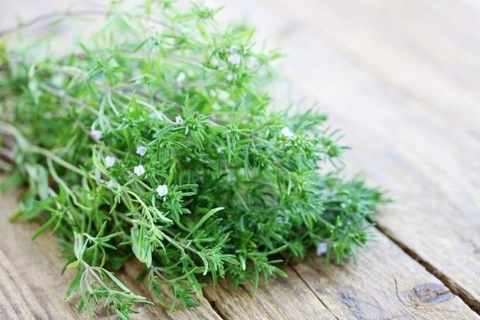 Summer Savory Herb 200-64,000 Seeds Healthy Green annual perennial Heirloom Bulk