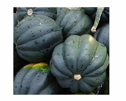Table Queen Acorn Squash 10 Seeds Bush Winter Heirloom Beautiful Fruit Garden