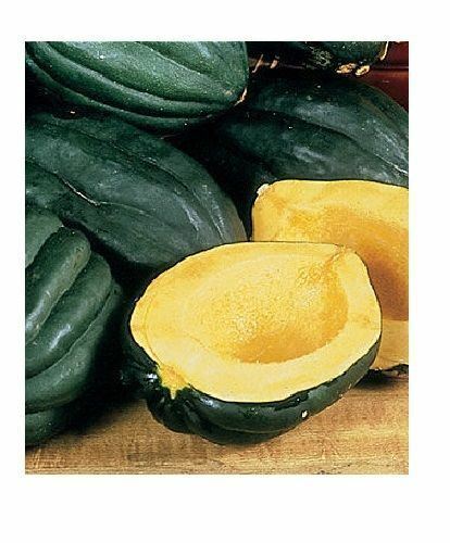 Table Queen Acorn Squash 10 Seeds Bush Winter Heirloom Beautiful Fruit Garden