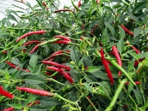 Thai red Hot chili pepper Seeds Heirloom Spicy Asian Cuisine Bangkok Chinese