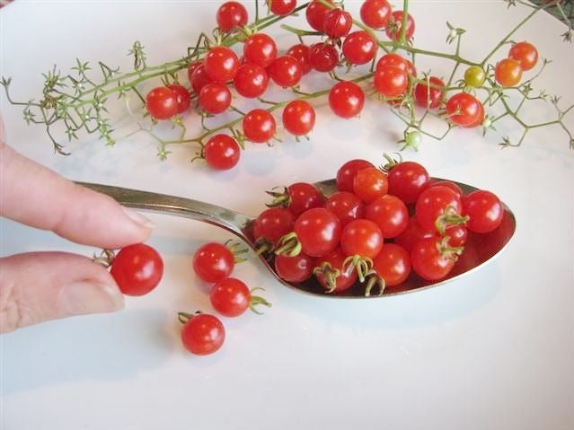 Tomato Early maturing beef tomato Lancer (E15B.70422)