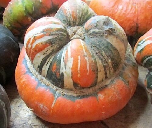 Turk's Turban Winter Squash 10 Seeds Turks Cap Heirloom Ornamental Gourd Edible