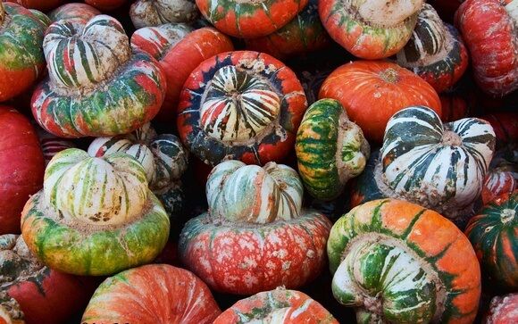 Turk's Turban Winter Squash 10 Seeds Turks Cap Heirloom Ornamental Gourd Edible