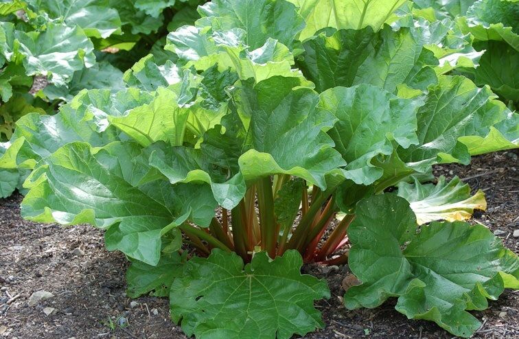 25 - 200 seeds Rhubarb VICTORIA Heirloom tastes great fresh or Pie Jam sauce