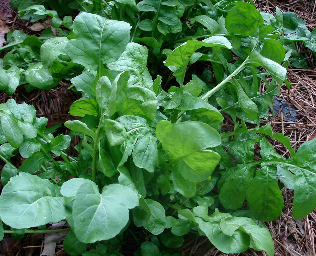 Arugula Roquette / Rocket select 200 - 32,000 seeds Heirloom wholesale Healthy