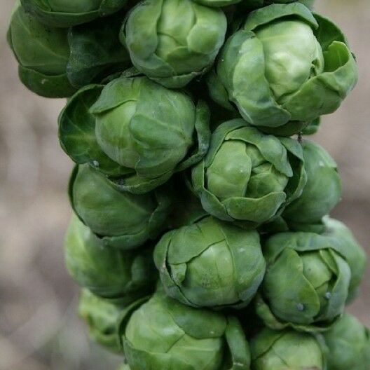 BRUSSELS Sprouts Long Island Improved 500 - 168K/1 LB Seeds Healthy Cold Hardy!