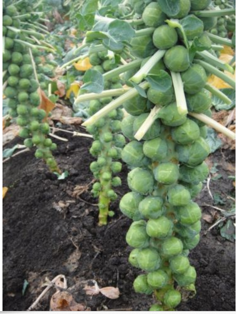 BRUSSELS Sprouts Long Island Improved 500 - 168K/1 LB Seeds Healthy Cold Hardy!