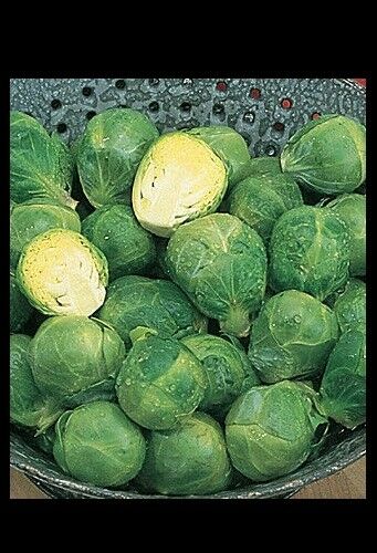 BRUSSELS Sprouts Long Island Improved 500 - 168K/1 LB Seeds Healthy Cold Hardy!