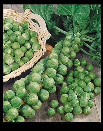 BRUSSELS Sprouts Long Island Improved 500 - 168K/1 LB Seeds Healthy Cold Hardy!