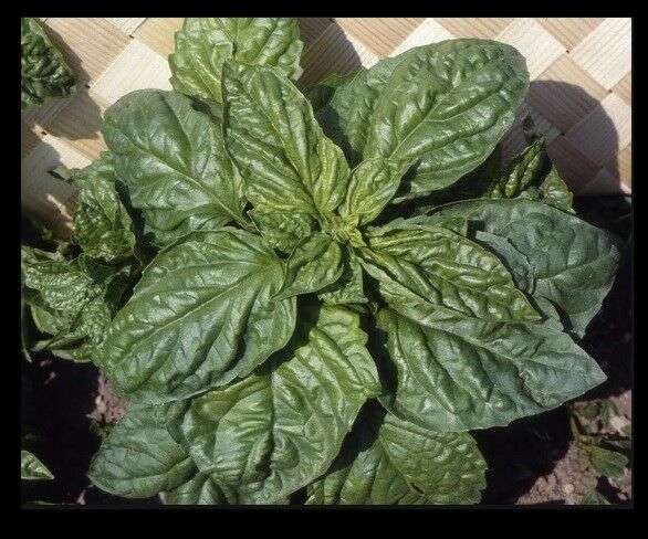 Basil Grandi Foglie Valentino Italian 100 - 8000 Seeds Gourmet Aroma Microgreens