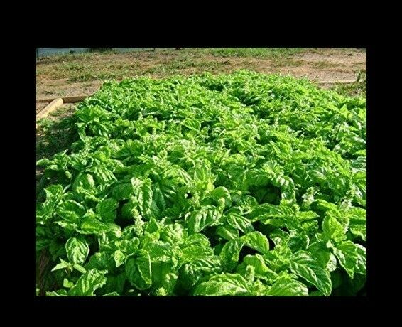 Basil Grandi Foglie Valentino Italian 100 - 8000 Seeds Gourmet Aroma Microgreens