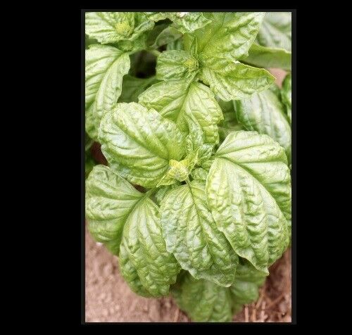 Basil Grandi Foglie Valentino Italian 100 - 8000 Seeds Gourmet Aroma Microgreens