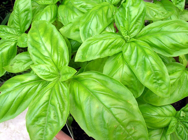 Basil Large Leaf Italian 500 - 32,000 Seeds Heirloom Non GMO healthy plant fresh