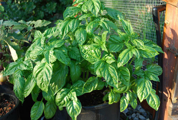 Basil Large Leaf Italian 500 - 32,000 Seeds Heirloom Non GMO healthy plant fresh
