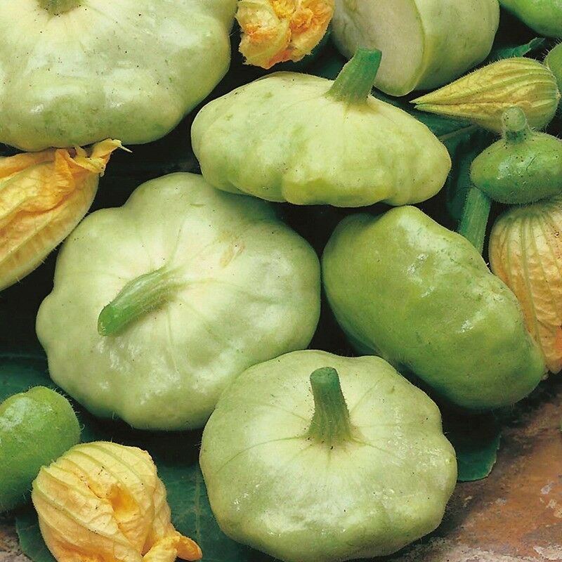 Bennings Green Tint Summer Squash 10 - 100 Seeds Patty Pan Prolific Scallops