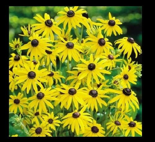 Black Eyed Susan 1000 - 160K Seeds Rudbeckia Hirta Yellow Wildflower Beautiful