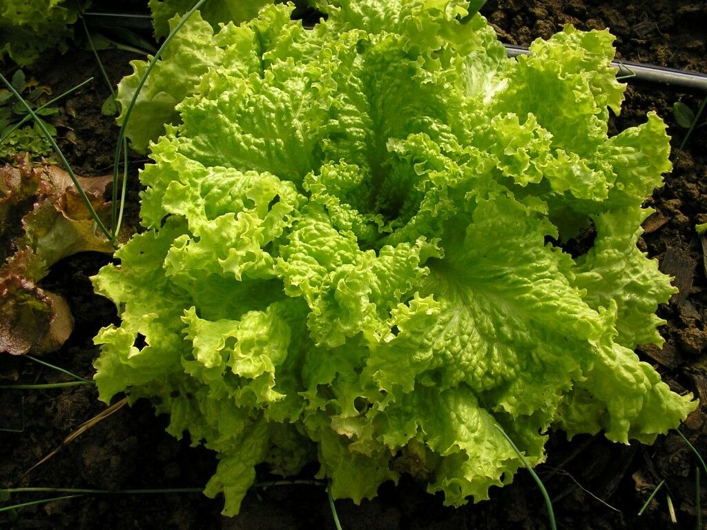 Black Seeded Simpson Loose Leaf Lettuce 500 - 5000 seeds Bulk Heirloom Crisp