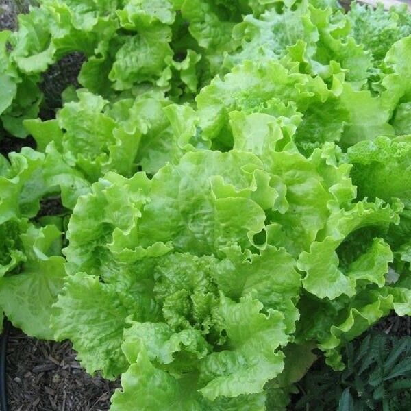 Black Seeded Simpson Loose Leaf Lettuce 500 - 5000 seeds Bulk Heirloom Crisp