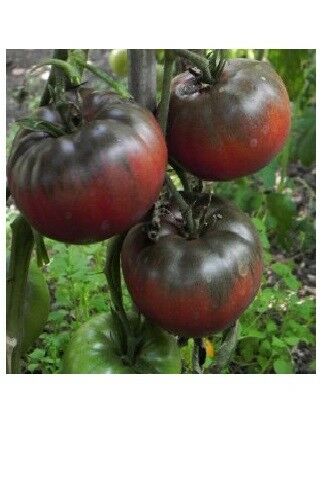 Black from Tula Tomato Seeds 30, 50, 200 Rare purple Russian Fresh Heirloom
