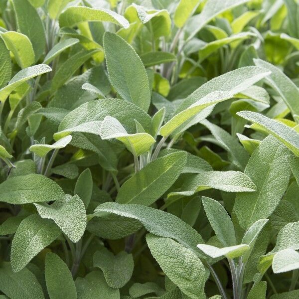 Broadleaf Sage 25 - 1 Lbs Seeds Potpourri Aroma Herbs Salvia Officinalis Bulk