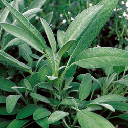 Broadleaf Sage 25 - 1 Lbs Seeds Potpourri Aroma Herbs Salvia Officinalis Bulk