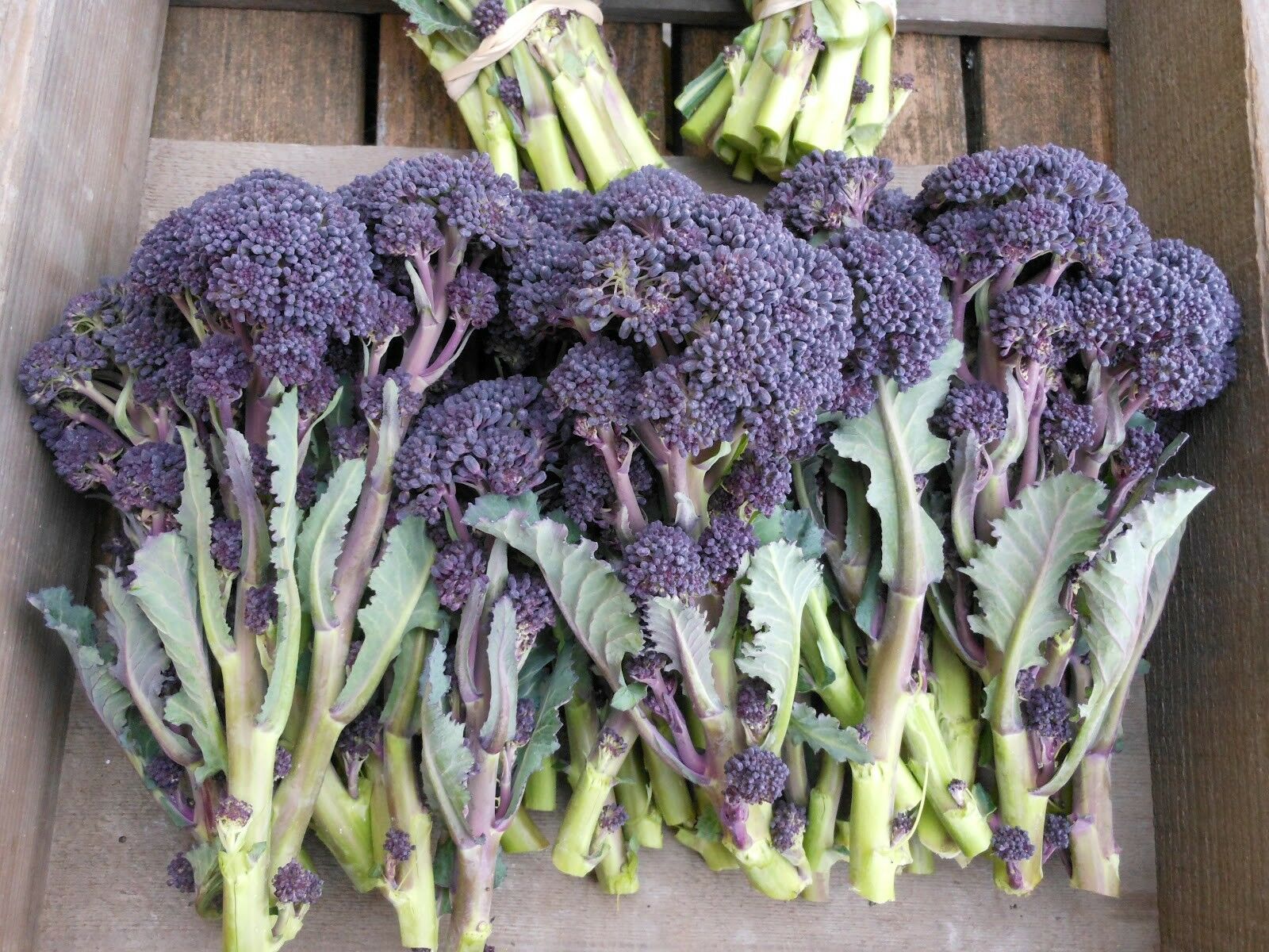 Broccoli Purple Sprouting 300 - 16,000 Seeds Cold Hardy! Bulk Non-Gmo Rare Fun!