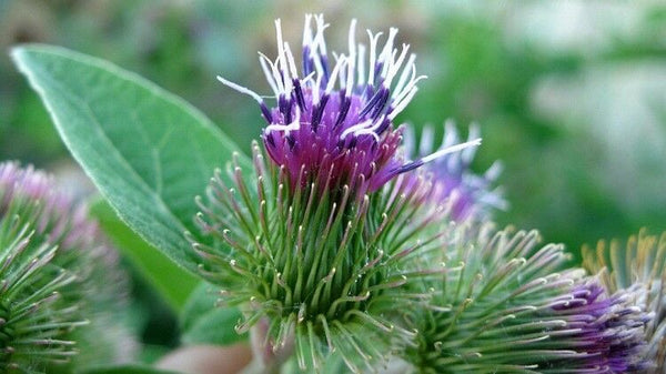 Burdock Takinogawa 10 -200 Seeds Edible Gobo Kimpira 3-4' Roots