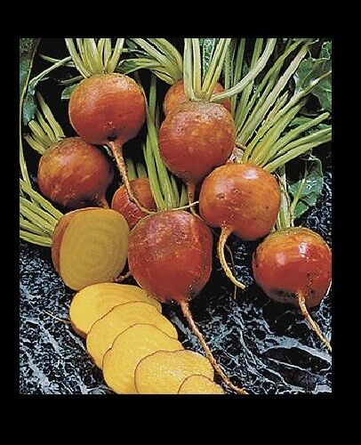 Burpee's Golden Beets {30,100,200,400} Seeds Heirloom treated 55 days Bulk