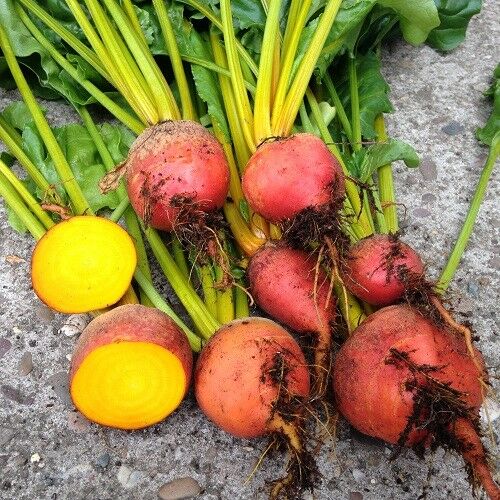 Burpee's Golden Beets {30,100,200,400} Seeds Heirloom treated 55 days Bulk