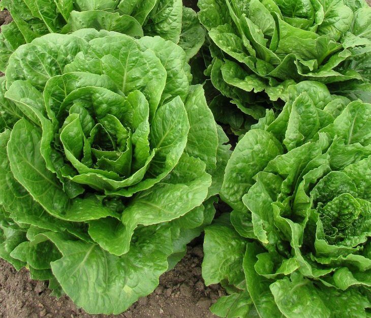 Buttercrunch Leaf LETTUCE 1000 - 8000 Seeds Butterhead tender Fall Iron Bulk