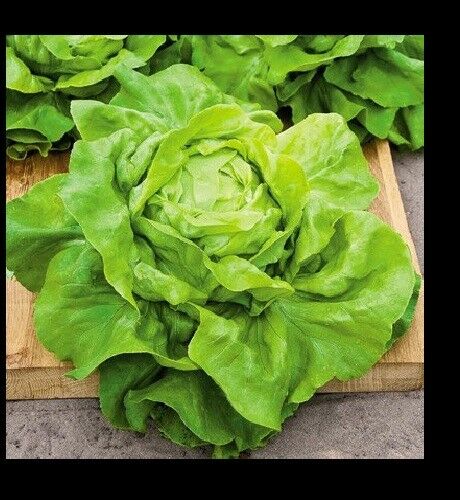 Buttercrunch Leaf LETTUCE 1000 - 8000 Seeds Butterhead tender Fall Iron Bulk