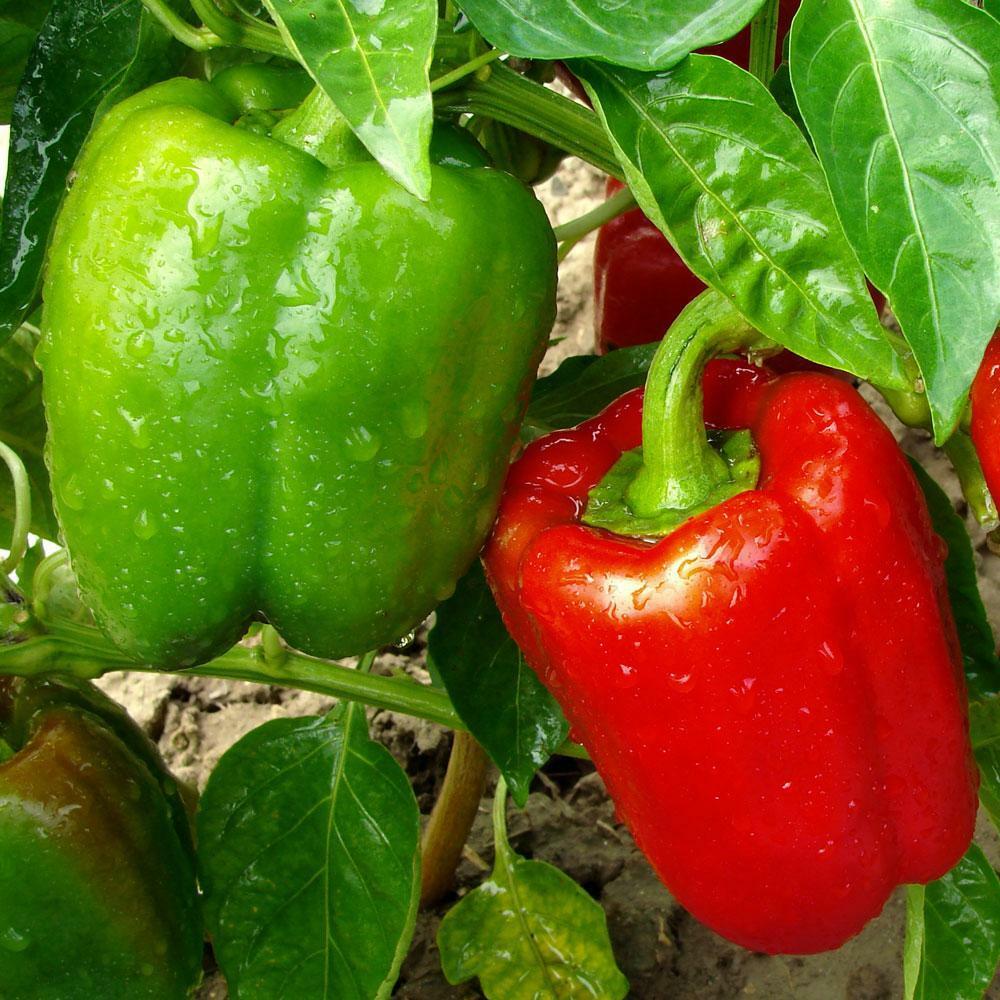 California Wonder Bell pepper 20 - 700 Seeds Red Green Heirloom Large Sweet