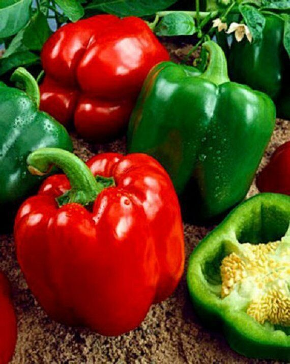 California Wonder Bell pepper 20 - 700 Seeds Red Green Heirloom Large Sweet