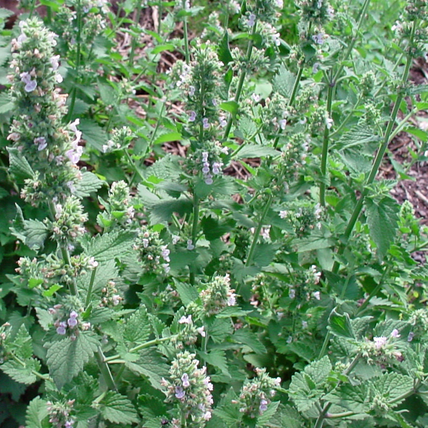 Catnip Seeds heirloom Non GMO cat party supplies 300 -160K seeds Bulk herb