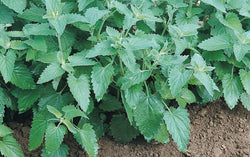 Catnip Seeds heirloom Non GMO cat party supplies 300 -160K seeds Bulk herb